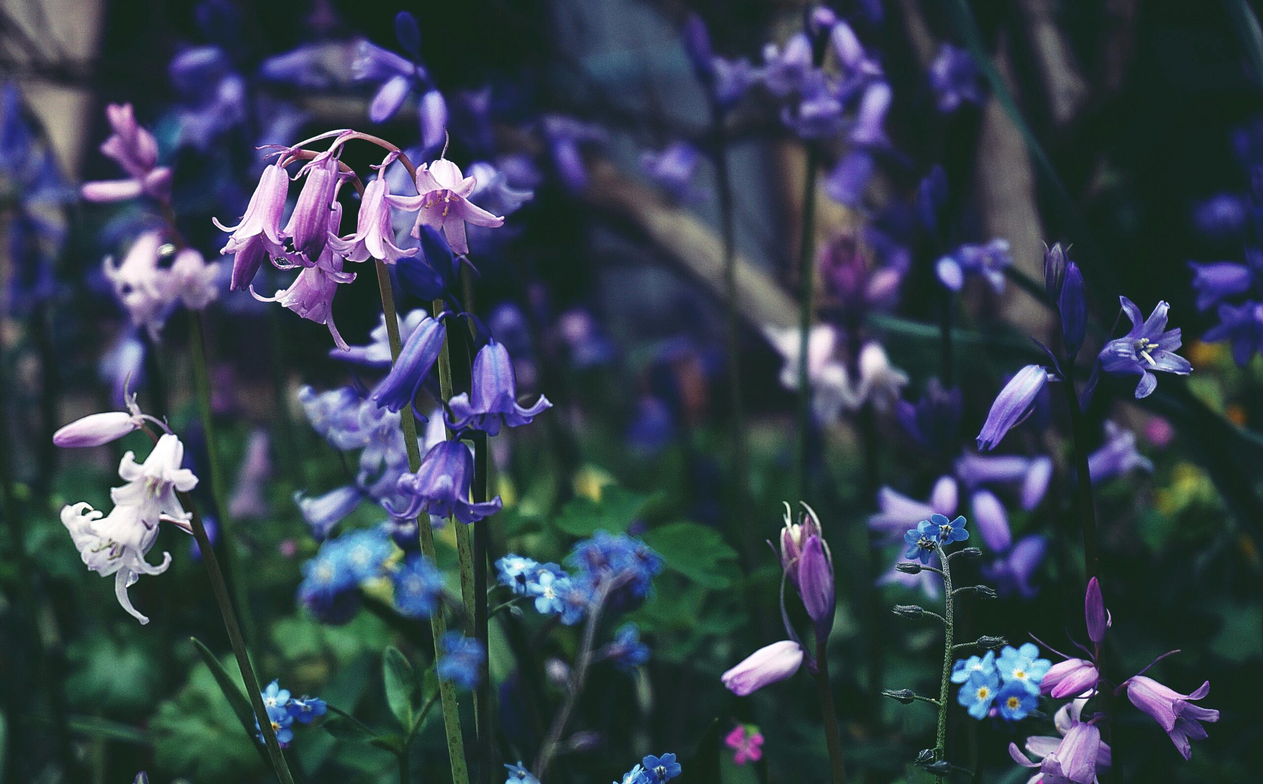 Selective Focus Photo of Purple-petaled Flowers